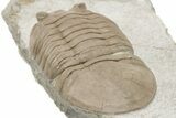 Prone Asaphus Plautini Trilobite Fossil - Russia #200407-3